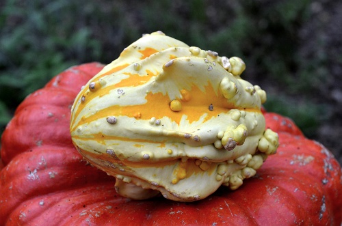 Mustard Colored Splash  Mustard Colored Splash